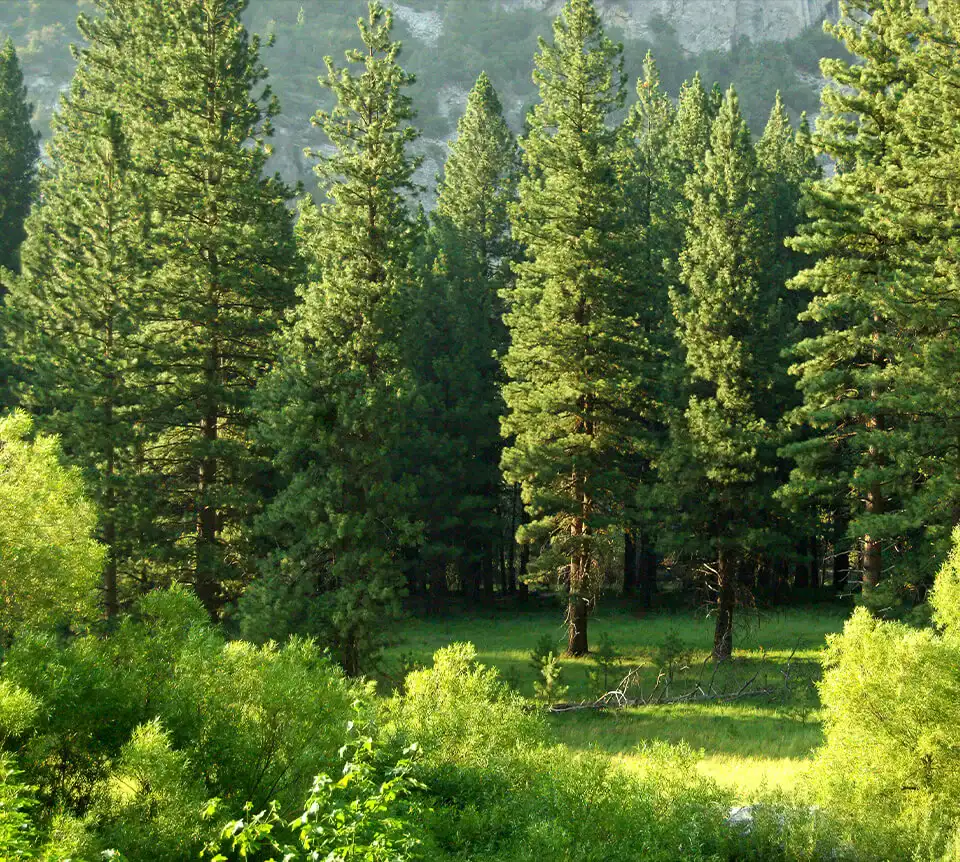 エンジニアリング木材サプライヤー